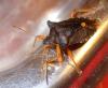 Pentatoma rufipes
